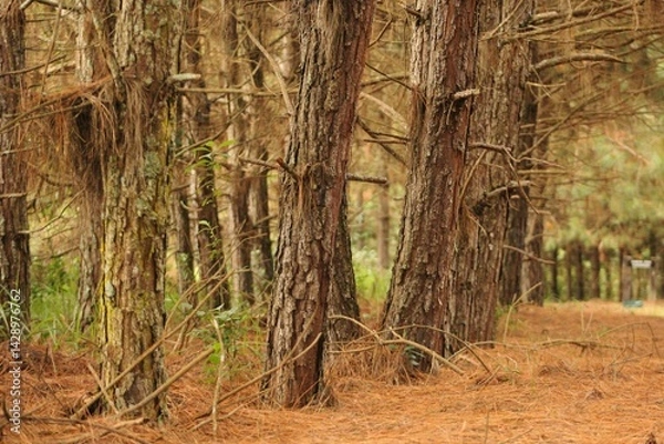 Obraz Cultivated forest of pine trees for timber industry, brown trunks with barks and branches, green vegetation on the ground