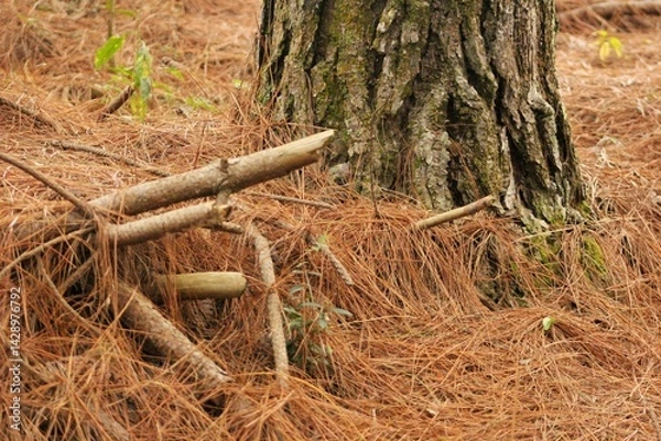 Obraz Close up of pine tree trunk, fallen dead leaves and branches on the ground. Cultivated trees for timber industry