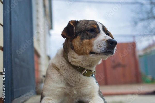 Obraz A dog with freckles