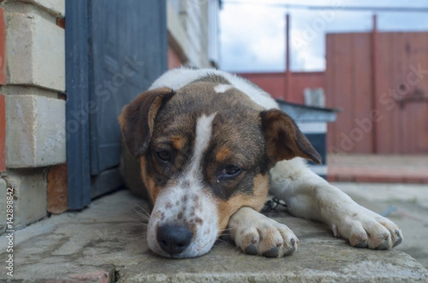 Obraz A dog with freckles