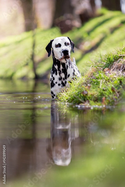 Obraz dalmatian