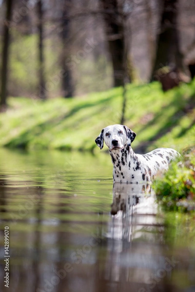 Obraz dalmatian