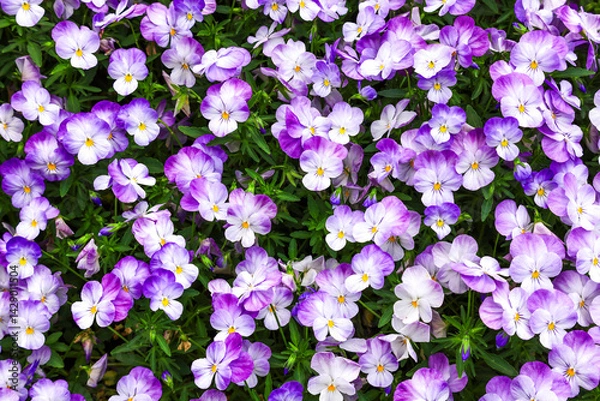 Fototapeta violet flowers in the garden