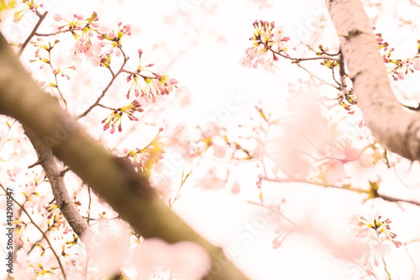 Fototapeta さくら