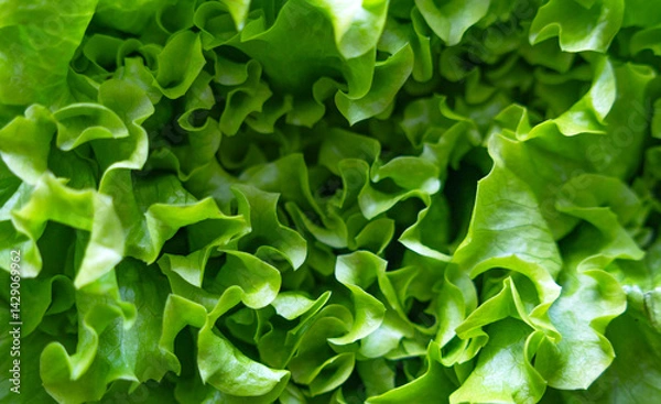 Fototapeta Close-up shot of vibrant green, intricate fresh lettuce leaves filling the frame with their crisp texture and natural beauty, healthy food concept