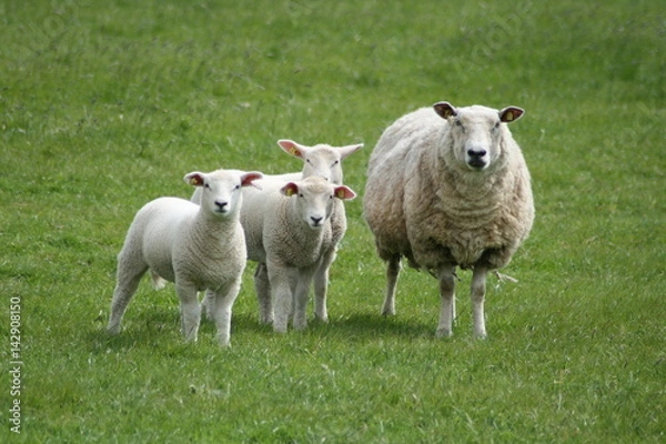 Obraz Schafe auf einer Weide