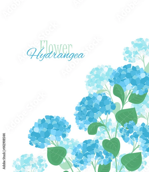 Obraz Vector hydrangea flower