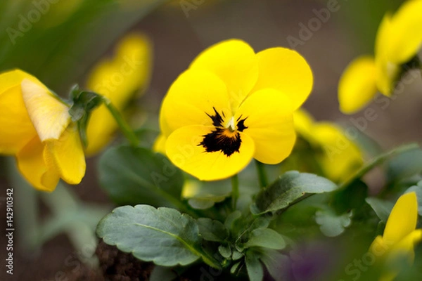 Fototapeta Gelbes Stiefmütterchen im Garten