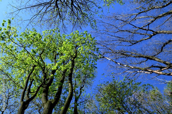 Fototapeta Green crown trees view from below into the sky.