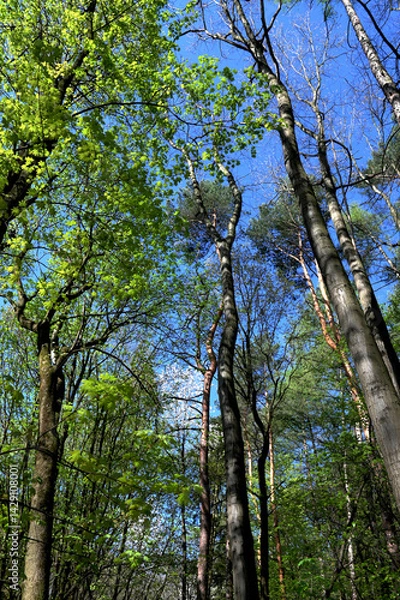 Fototapeta Green crown trees view from below into the sky.