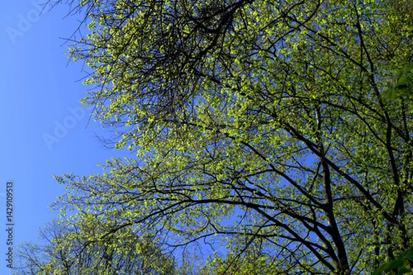 Fototapeta Green crown trees view from below into the sky.