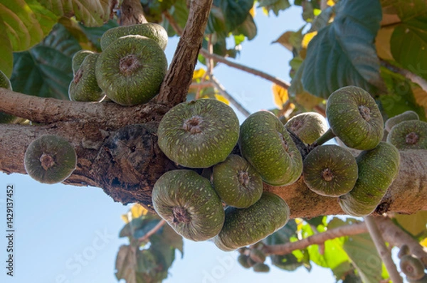 Fototapeta Ornamental fig fruits on the branch