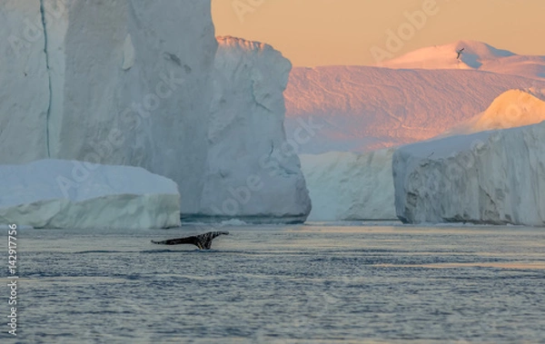 Fototapeta Whale dive near Ilulissat among icebergs. Their source is by the Jakobshavn glacier. The source of icebergs is a global warming and catastrophic thawing of ice, Disko Bay, Greenland