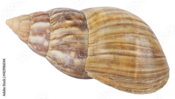 Fototapeta Coquillage	