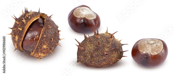 Obraz Marrons d'Inde	