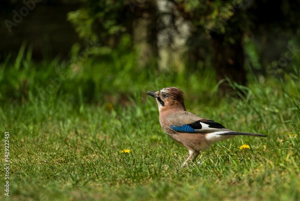 Obraz Sójka zwyczajna, sójka, sójka żołędziówka, Garrulus glandarius.