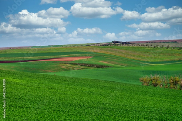 Obraz Green wheat fields landscape,Moravia,Chech Republic