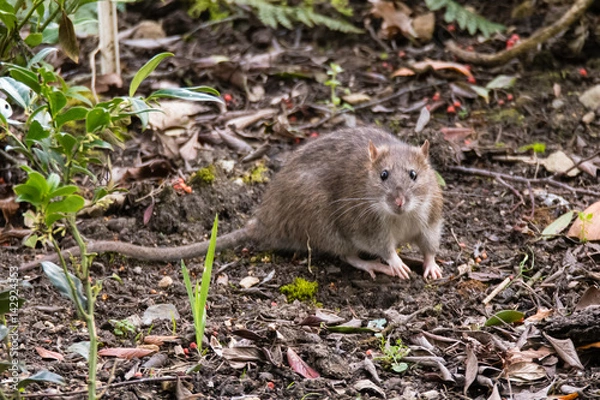 Fototapeta Brown rat (Rattus norvegicus) looking at camera. Common rodent foraging amongst plants in botanic garden, with impressive whiskers