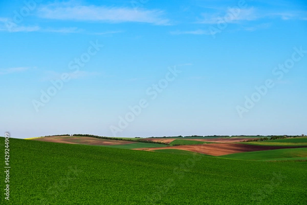 Obraz Plowed and green wheat fields landscape,Moravia,Chech Republic