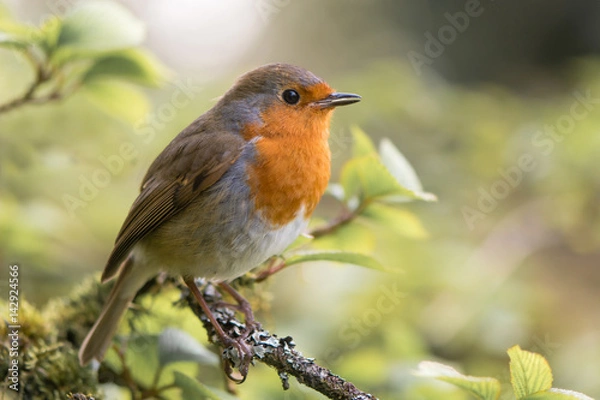 Fototapeta Robin (Erithacus rubecula) śpiewa na gałęzi. Ptak z rodziny Turdidae, z dziobem otwartym z profilu, śpiewający wieczorem w parku w Wielkiej Brytanii