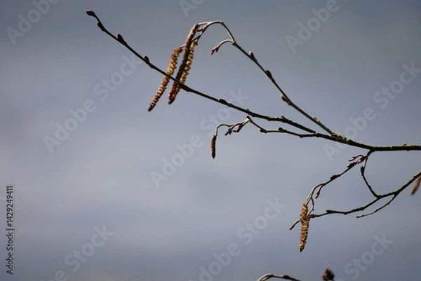 Obraz branch with buds on a gray background
