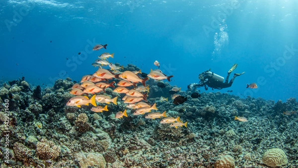 Fototapeta Diver above the reef