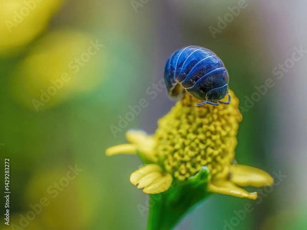 Fototapeta Macro photography of a woodlice feeding on top of a wildflower, captured in a garden in the eastern Andean mountains of central Colombia.