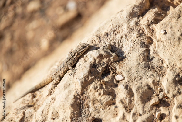 Obraz Small lizard sunning on a rock
