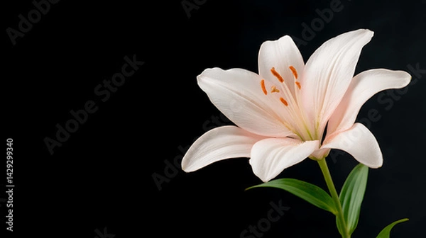 Obraz Lily flower on black background