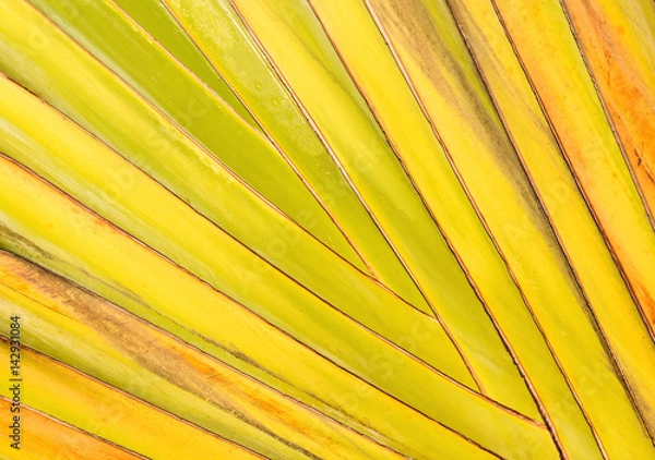 Obraz  traveller's palm
