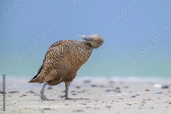 Obraz iderente Somateria mollissima, eider duck