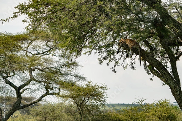 Fototapeta Tanzania Serengeti Safari leopard resting on tree