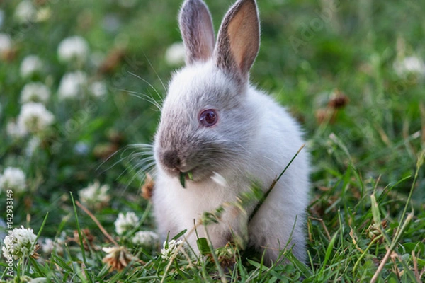 Fototapeta Little rabbit walking on grass