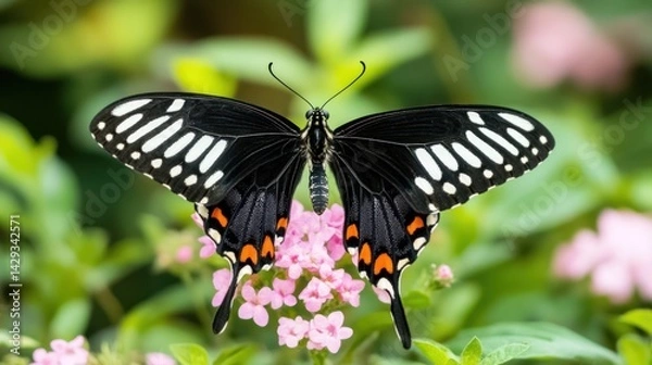 Obraz Magnificent Black and White Butterfly on Pink Flowers