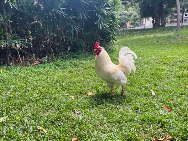 Obraz Free rooster walking in nature