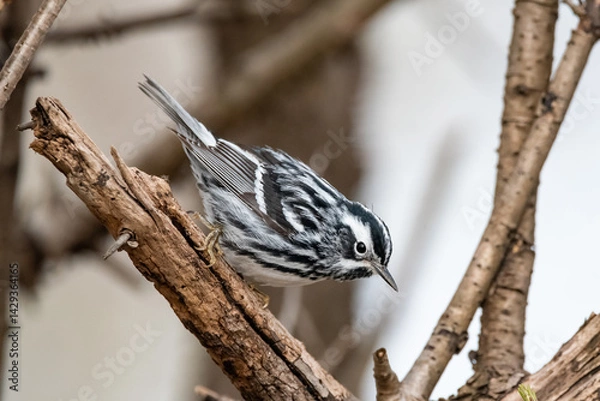 Obraz Black & Warbler