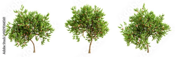 Fototapeta Peach tree with fruits isolated on transparent background. 3D render.