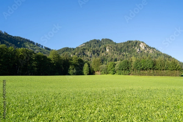Fototapeta Landscape with grass, trees and mountains in summer
