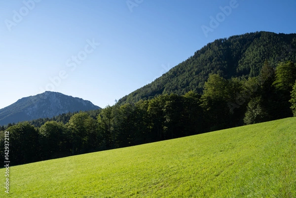 Fototapeta Hill with grass and trees in the mountains