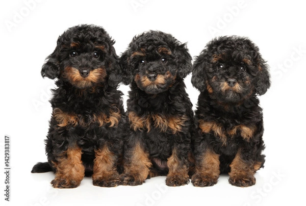 Fototapeta Three Phantom Toy Poodle Puppies in a Row