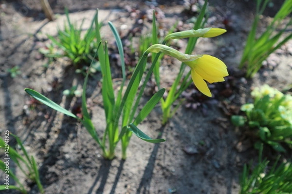 Obraz Two yellow Narcissus flower, prior to opening, emerging from spathe.