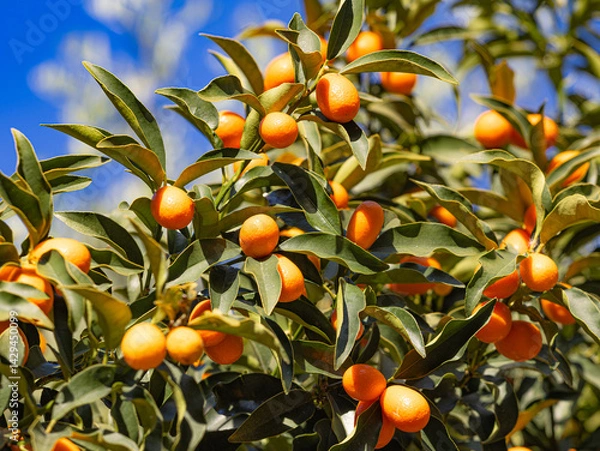 Obraz Kumquats
