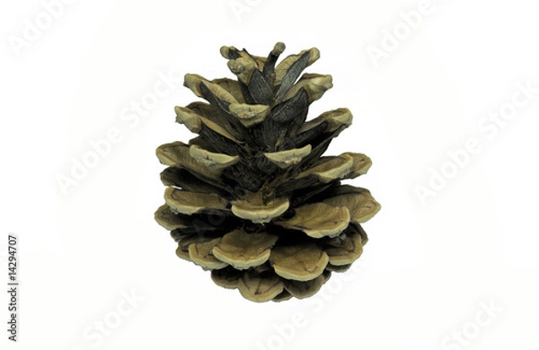 Fototapeta Tannenzapfen