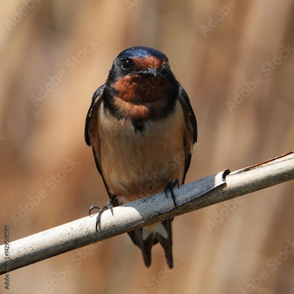Fototapeta The barn swallow (Hirundo rustica) is the most widespread species of swallow in the world.