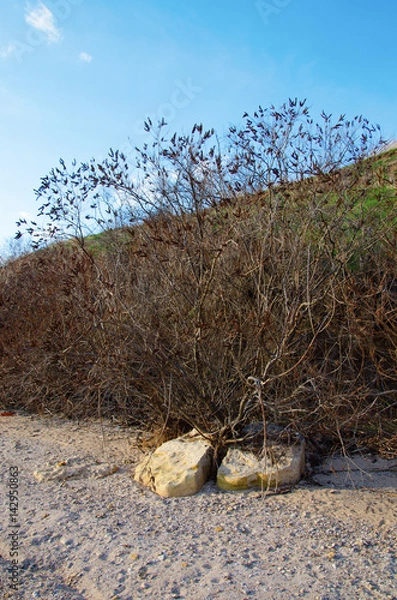 Obraz tree split a stone