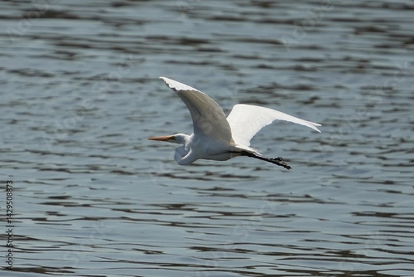 Fototapeta The great egret (Ardea alba) is a large, widely distributed egret.