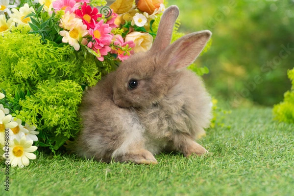Obraz Lovely rabbit ears bunny cleaning body on green grass with flowers over spring time nature background. Little baby rabbit brown bunny curiosity clean paw standing on meadow summer background.Easter