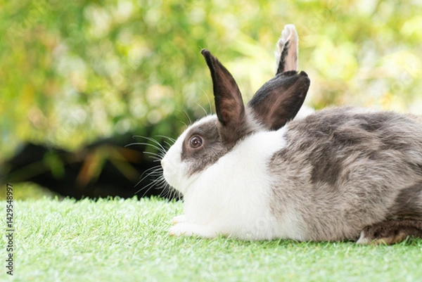 Obraz Friendly young rabbit bunny sitting on green grass over spring bokeh nature background. Furry rabbit grey, black and white bunny playful family on meadow green background. Easter animal pet concept.