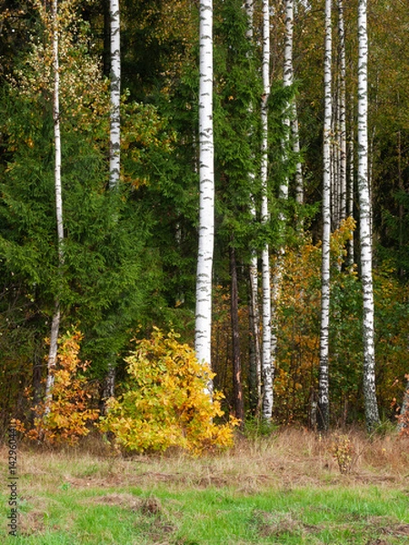 Obraz Birch grove with colorful green and yellow foliage, thin birch trunks in autumn forest