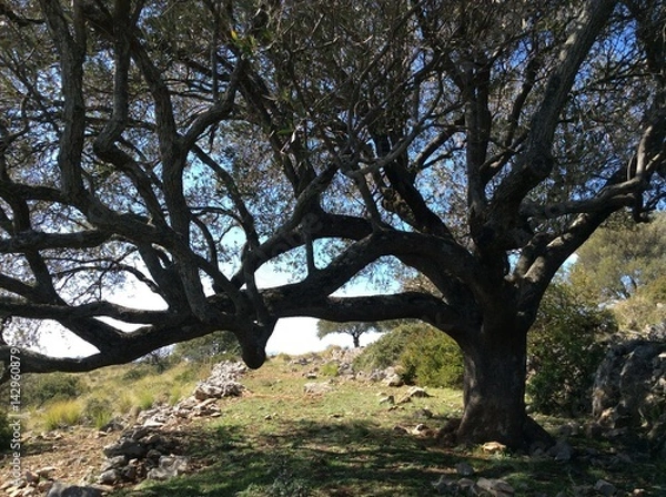 Fototapeta olive Tree
